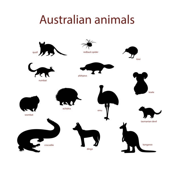 illustrazioni stock, clip art, cartoni animati e icone di tendenza di illustrazione vettoriale, set di sagome animali australiane. quoll, ragno rosso, kiwi, numbat, ornitorinco, koala, vombato, echidna, emu di coccodrillo del diavolo della tasmania dingo canguro - tasmanian animals