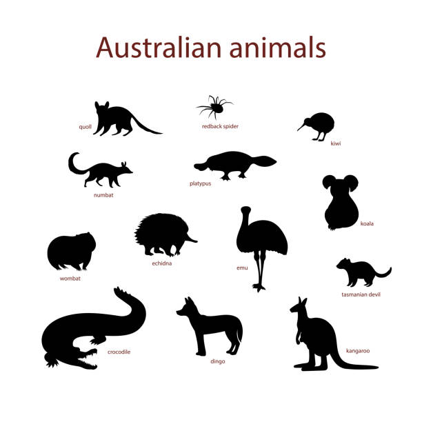 Vector illustration, set of australian animal silhouettes. Quoll, redback spider, kiwi, numbat, platypus, koala, wombat, echidna, emu tasmanian devil crocodile dingo kangaroo Vector illustration, set of cartoon australian animal silhouettes. Quoll, redback spider, kiwi, numbat, platypus, koala, wombat, echidna, emu tasmanian devil crocodile dingo kangaroo kiwi bird stock illustrations