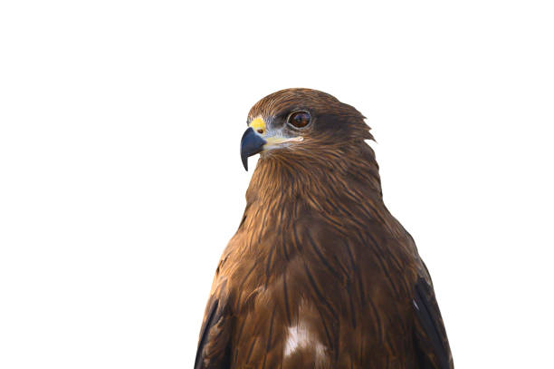 istock Closeup Black kite or Pariah kite isolated on white background 1187308531