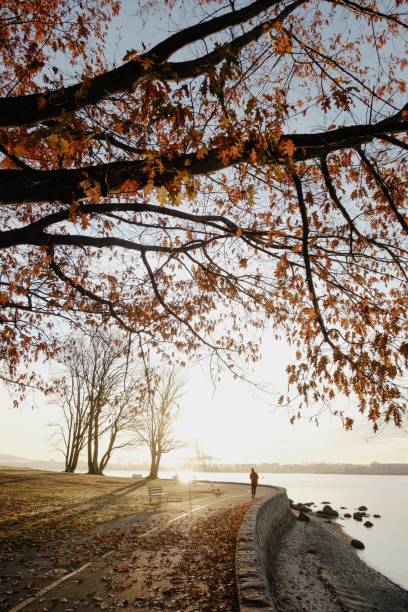 Man walks along the sea wall in Stanley Park at sunrise