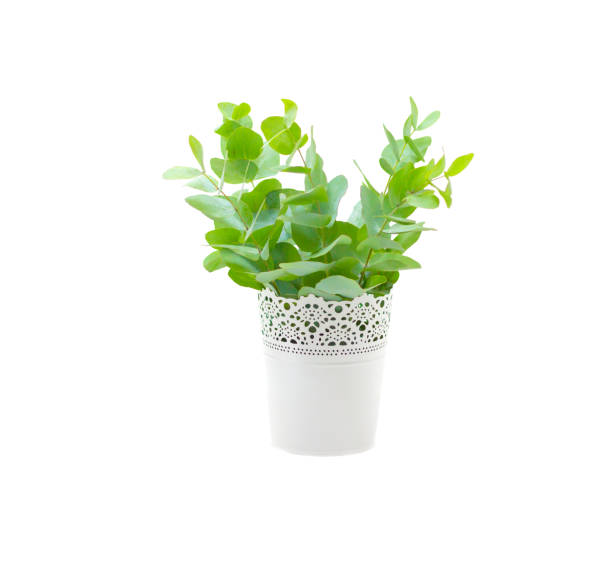 istock fresh eucalyptus in white vase isolated on white background 1187312810