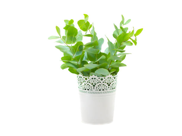 istock fresh eucalyptus in white vase isolated on white background 1187312812