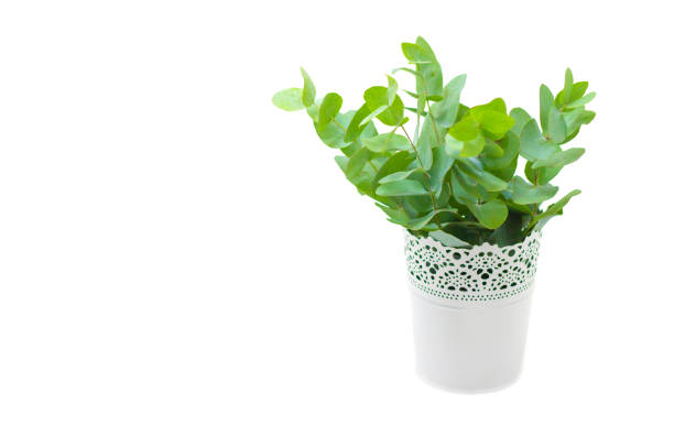 istock fresh eucalyptus in white vase isolated on white background 1187312814