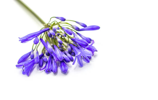 istock blue agapanthus flower on a white background 1187313070