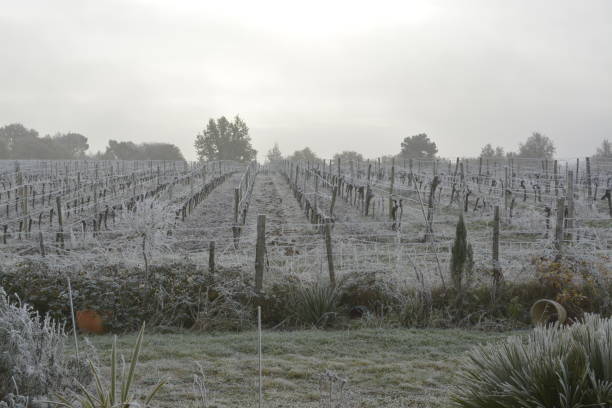istock Rows of vines in winter 1187315874