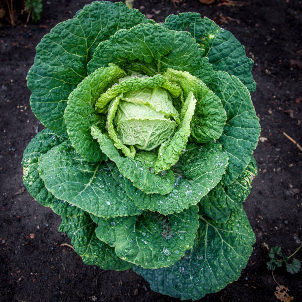 istock Green juicy headed cabbage with dew on the leaves 1187316049