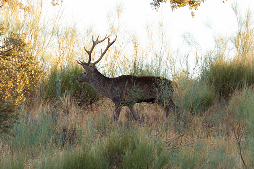 Large deer in the field with its antlers prepared for the bellow