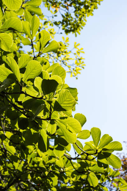 istock Yellow leaves with the blue sky background. 1187318554