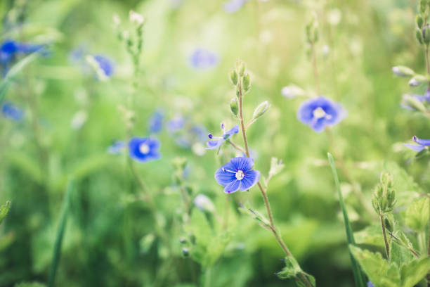 istock Blooming Veronica Officinalis flower 1187319815