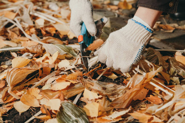 istock Gardener hands pruning secluded host stalks in secateurs with secateurs 1187319999