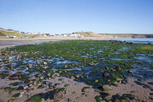 Photo of Aberdaron beach with green seaweed Llyn Peninsula Gwynedd Wales popular coast seaside town