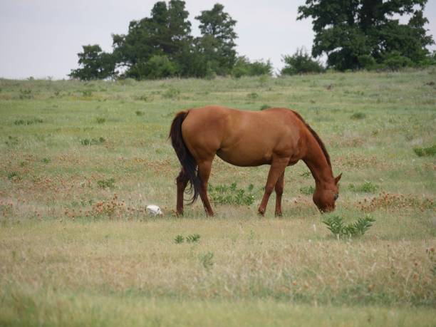 馬の放牧と牧草地の広いショット - young animal beautiful horse mammal ストックフォトと画像