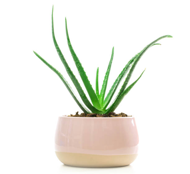 istock Succulent Aloe Vera Plant on White Pot Isolated on White Background. 1187322080