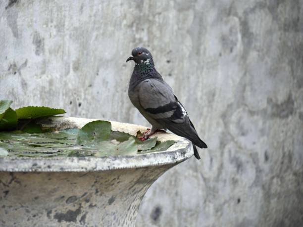 istock Bird perched on a bird bath at a park 1187322226