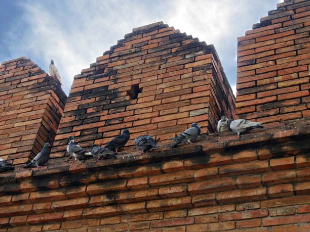 istock Pigeons on the brick wall 1187322655
