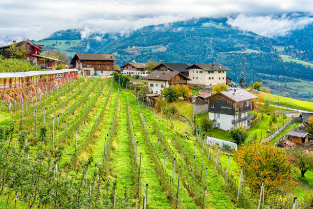 idyllic autumn with apple field near chiusa, province of bolzano, trentino alto adige, italy. - bressanone imagens e fotografias de stock