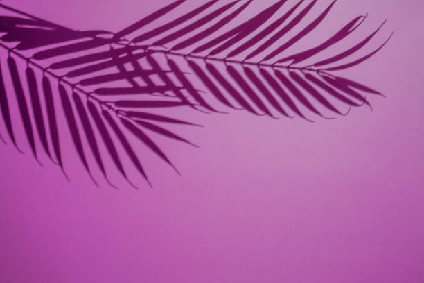 istock Top view of green tropical leaf shadow on lilac background 1187323574