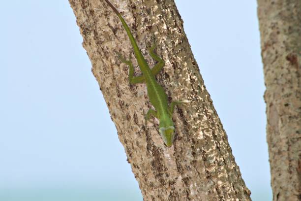 istock Close up of a green lizard crawling in a tree 1187325040