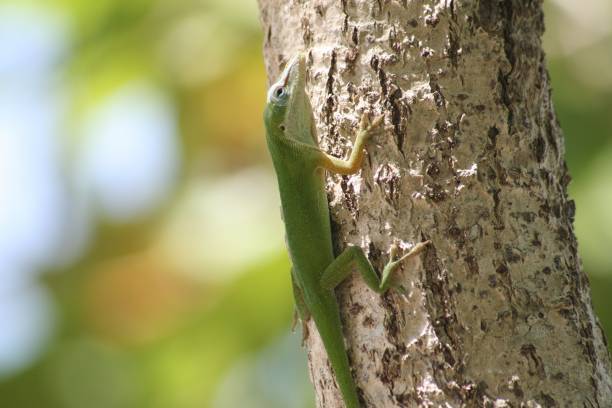 istock Side view, close up of a green lizard crawling up a tree 1187325043