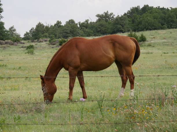 有刺鉄線フェンスのある草原で馬の放牧 - young animal beautiful horse mammal ストックフォトと画像