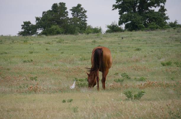 ワイドショット、近くに白いサギを持つ牧草地で放牧馬のバックビュー - young animal beautiful horse mammal ストックフォトと画像