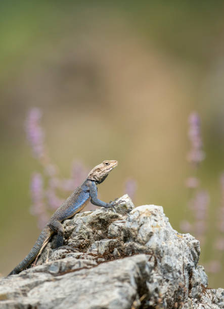 istock Himalayan Rock Agama, Paralaudakia himalayana, Uttarakhand, India 1187325589