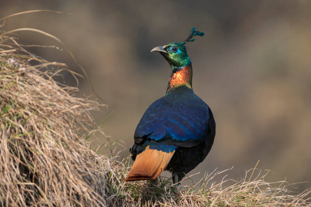 istock Himalayan Monal, Lophophorus impejanus, Uttarakhand, India 1187325669