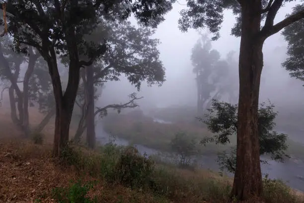 Misty Morning at Mudumalai Tiger Reserve, Tamilnadu, India