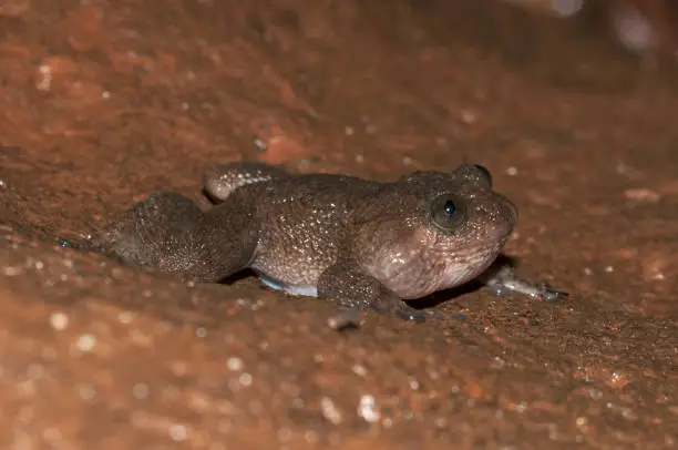 Photo of Nyctibatrachus Frog seen at Matheran, Maharashtra, India