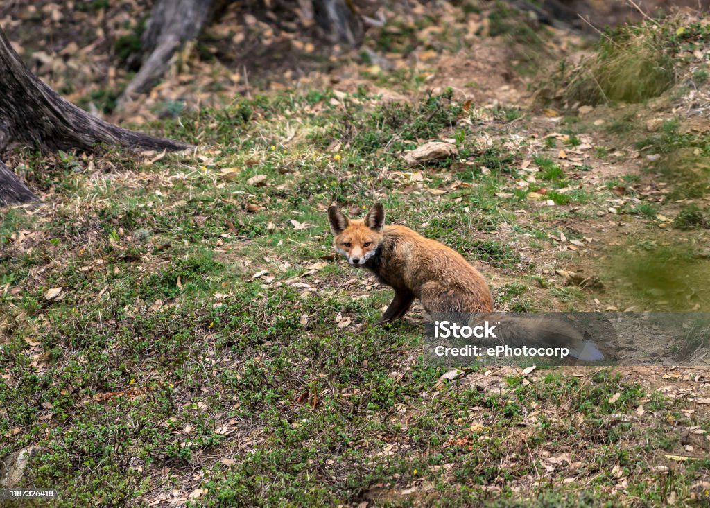 Himalayan Red Fox Vulpes Vulpes Chopta Garhwal Uttarakhand India Stock  Photo - Download Image Now - iStock