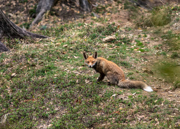 himalayan red fox, vulpes vulpes, chopta, garhwal, uttarakhand, india - garhwal imagens e fotografias de stock