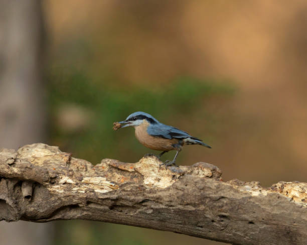istock Chestnut-bellied Nuthatch, Sitta cinnamoventris, Sattal, India 1187326450