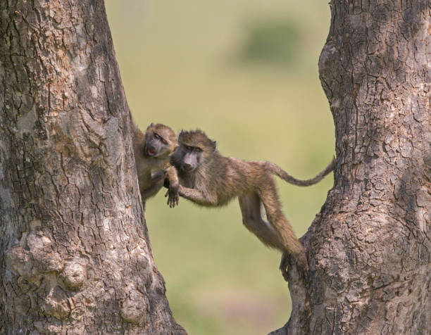 istock Baboon Playing on Tree, Maasai Mara, Africa 1187326737