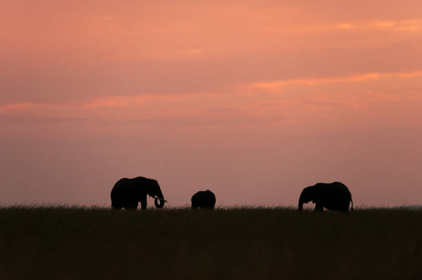istock Elephants Silhoutte, Maasai Mara, Kenya, Africa 1187326749