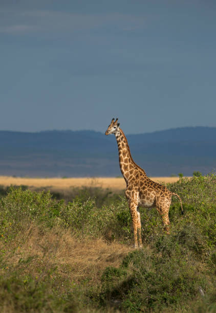 istock Giraffe in Golden light, Maasai Mara, Africa 1187326770