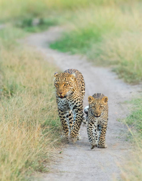 istock Leopard mother and Cub, Africa 1187326787