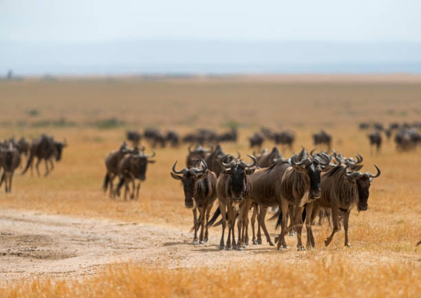 istock Wildebeest Migration, Maasai Mara, Africa 1187326810