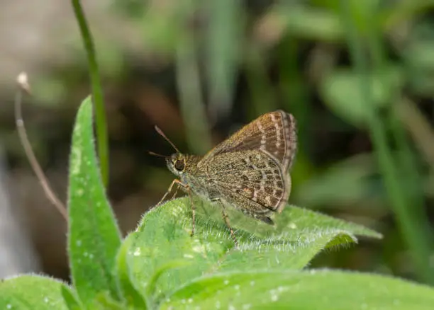 Veined Scrub Hopper Butterfly, Aeromachus stigmata, Sikkim, India