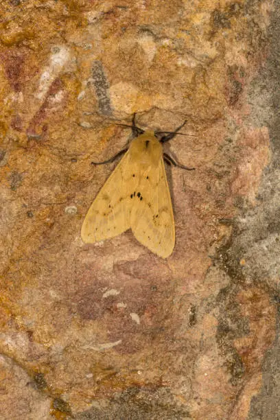 Photo of Noctuoidea, Moth, Meghalaya, india