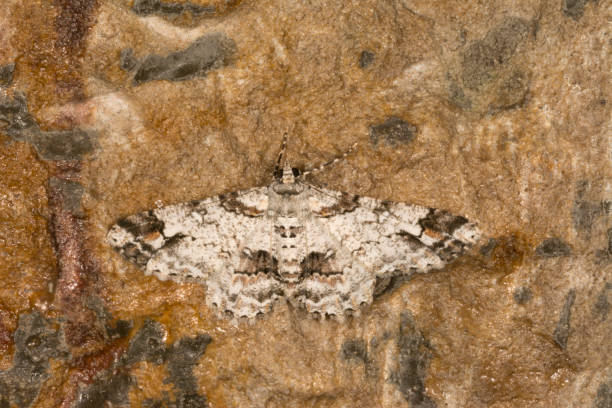 istock Geometroidea, Moth, Cleora Fratoria, Meghalaya, India 1187326925
