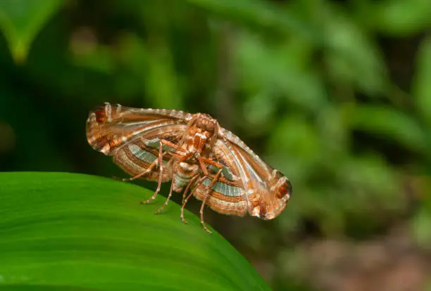Photo of Picture-winged Leaf Moth,  Thyrididae, Thane, Maharashtra, India