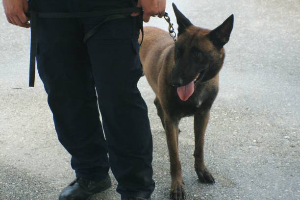 istock Police dog on a leash standing beside a man 1187327915