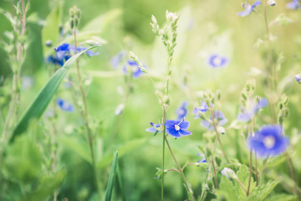 istock Blooming Veronica Officinalis flower 1187328182