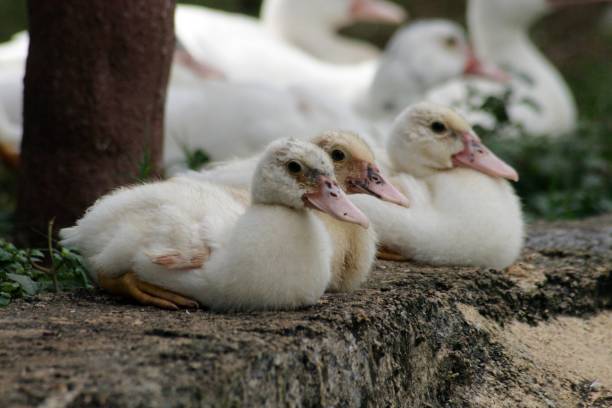 istock Medium close up of three ducklings resting by the pondside 1187328334