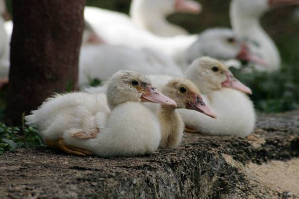 istock Three white ducklings resting by the pondside 1187328398