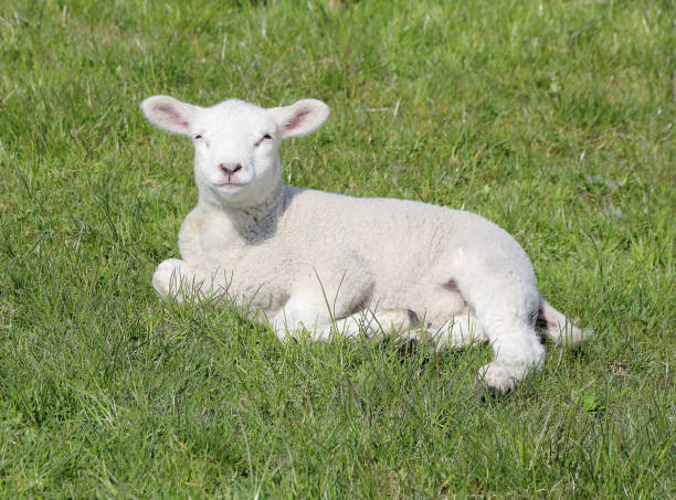 istock Easter lamb on the North Sea dike 1187328710