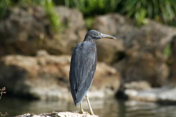 istock Back of a black egret, looking sideways 1187329365