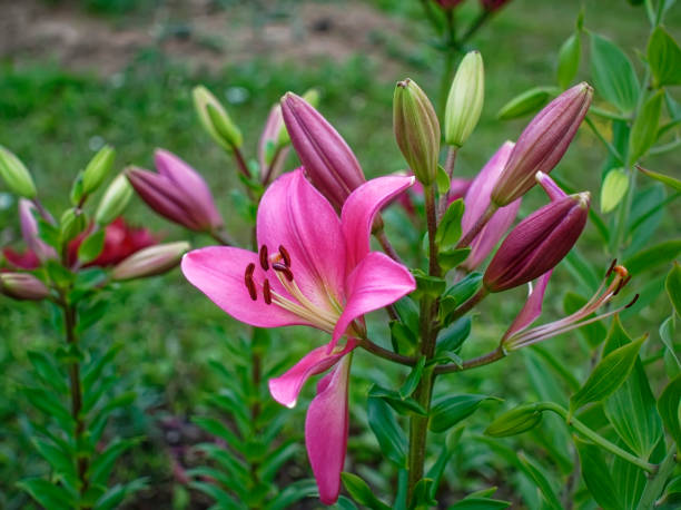 różowa daylily w ogrodzie w lecie - giant grasshopper zdjęcia i obrazy z banku zdjęć