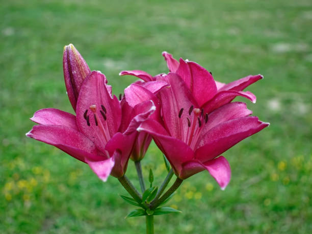 pink daylily in the garden in summer pink daylily in the garden in summer, Russia giant grasshopper stock pictures, royalty-free photos & images