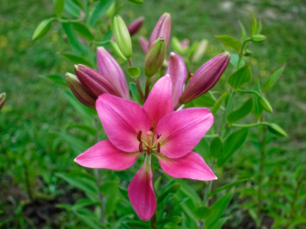 pink daylily in the garden in summer pink daylily in the garden in summer, Russia giant grasshopper stock pictures, royalty-free photos & images